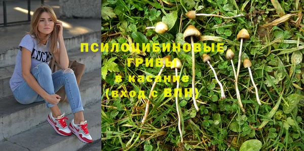 сатива Елизово